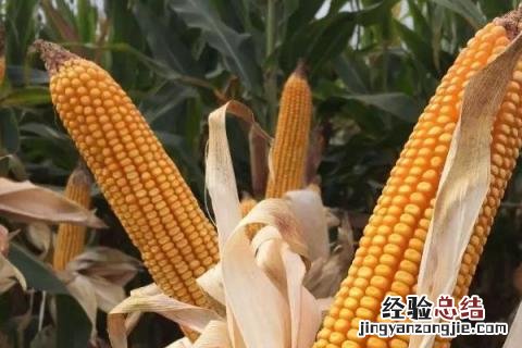 4000粒玉米种子多少斤 亩产4000斤的玉米是什么品种