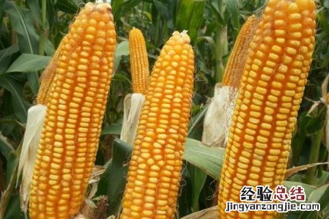 4000粒玉米种子多少斤 亩产4000斤的玉米是什么品种