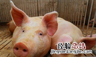 育肥猪几个月能出栏 育肥猪的饲养重点是什么