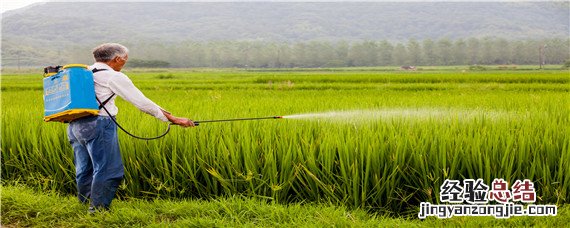 双草醚用量 双草醚的使用注意事项