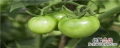 西红柿夏天高温怎么种植 冬天种植西红柿最低温度