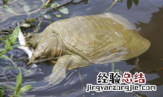 小孩可以吃甲鱼吗 甲鱼的营养价值 甲鱼的营养价值