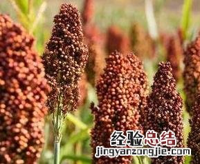 高粱壳的营养价值与功效 高粱壳的营养价值
