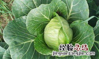 甘蓝如何做的好吃 甘蓝的三种做法介绍