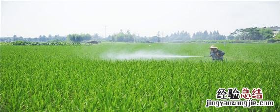 水稻卷叶虫用什么农药 水稻长卷叶虫要打啥药