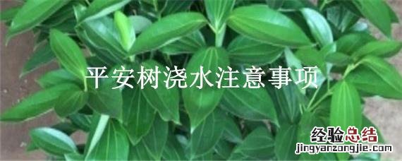 平安树要不要经常浇水 平安树浇水注意事项