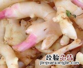 紫姜有何作用与禁忌 紫姜有何作用