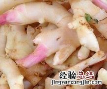 紫姜有何作用与禁忌 紫姜有何作用