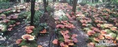 林下种植什么农作物 林下经济种植作物有哪些