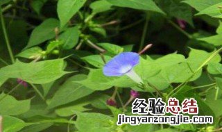 喇叭花是不是在春天开放的 喇叭花是不是在春天开放的花
