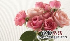 全开的玫瑰花茶好吗 全开的玫瑰花还可以泡茶吗