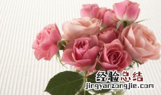 全开的玫瑰花茶好吗 全开的玫瑰花还可以泡茶吗