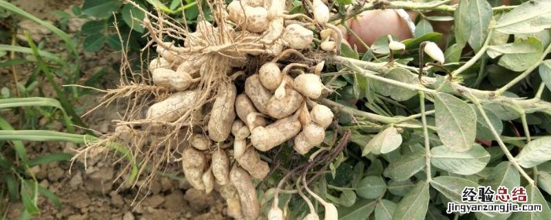 烯效唑在花生控旺的用法和用量,烯效唑能和磷酸二氢钾混用吗