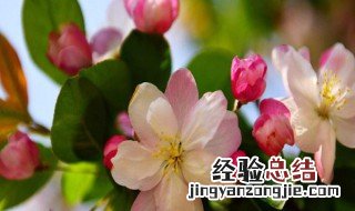 海棠花的树是什么样子的 海棠树的花长什么样
