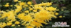 九月菊花花期多长 九月菊花的花期是多久