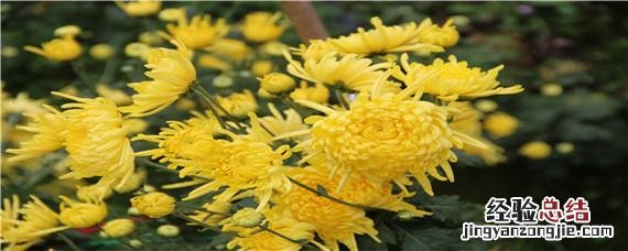 九月菊花花期多长 九月菊花的花期是多久