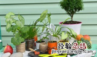 家里不能养龟背竹人离分散 家里养龟背竹吉利吗