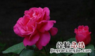 玫瑰月季什么时候开放的 玫瑰月季什么时候开放