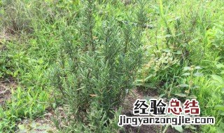 马草作用和功效是什么 马草作用和功效是什么药