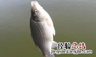 冬季钓草鱼用玉米可以吗 冬天钓草鱼用玉米粒儿行吗?