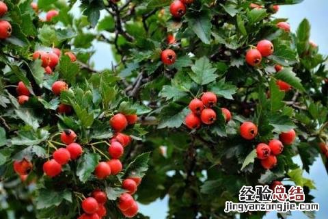 沙地适合种植什么作物 沙土地适合种植什么作物