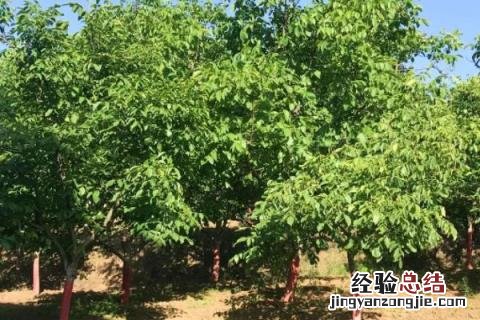 沙地适合种植什么作物 沙土地适合种植什么作物