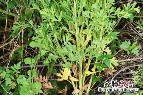 沙地适合种植什么作物 沙土地适合种植什么作物