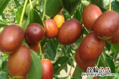 沙地适合种植什么作物 沙土地适合种植什么作物