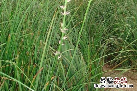 沙地适合种植什么作物 沙土地适合种植什么作物