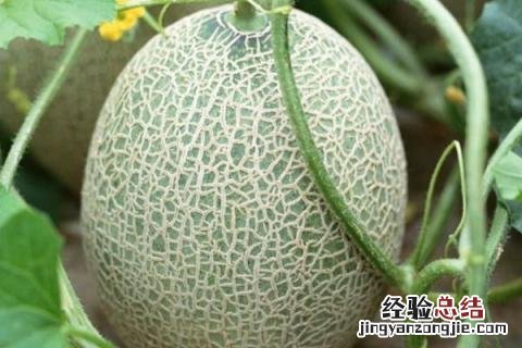 沙地适合种植什么作物 沙土地适合种植什么作物