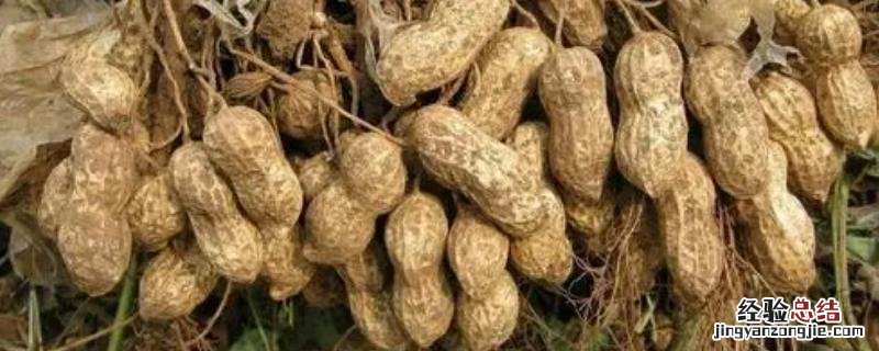 花生空壳是什么原因造成的,怎么防治