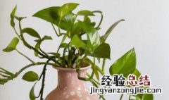招财的盆栽植物有哪些 招财盆栽都有哪些