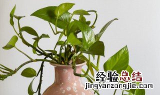 招财的盆栽植物有哪些 招财盆栽都有哪些