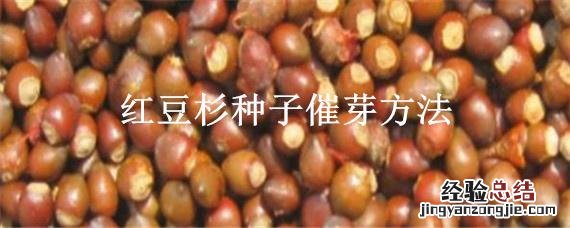 红豆杉种子催芽方法 红豆杉种子怎么繁育