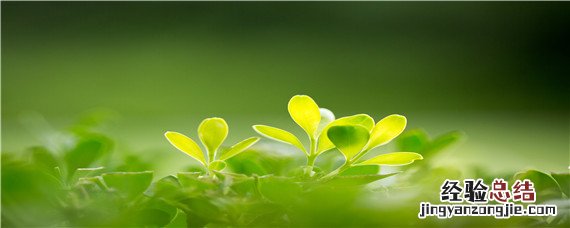 金钱树浇水过多什么症状 金钱树浇水较多了怎么办