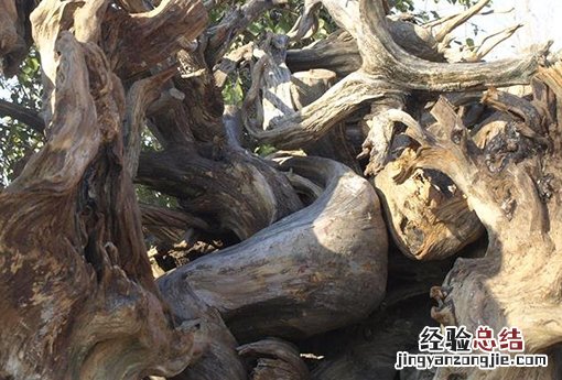 崖柏木为啥不吉利 崖柏