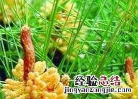 兰根茶的功效与作用 兰根茶的功效与作用及禁忌