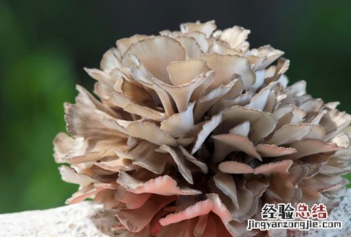 灰树花的功效与作用 灰树花