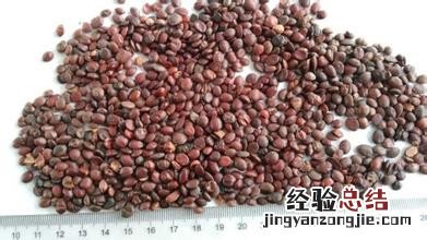 炒枣仁的功效与作用及食用方法 炒枣仁的功效与作用及食用方法及禁忌