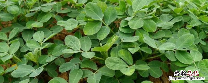 花生黑根烂根用什么药 花生黑根,根腐病,死苗怎么办啊