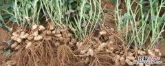 花生根腐病特效药配方，什么时候防治效果好