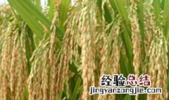 水稻什么时候下种子 种水稻什么时候下籽