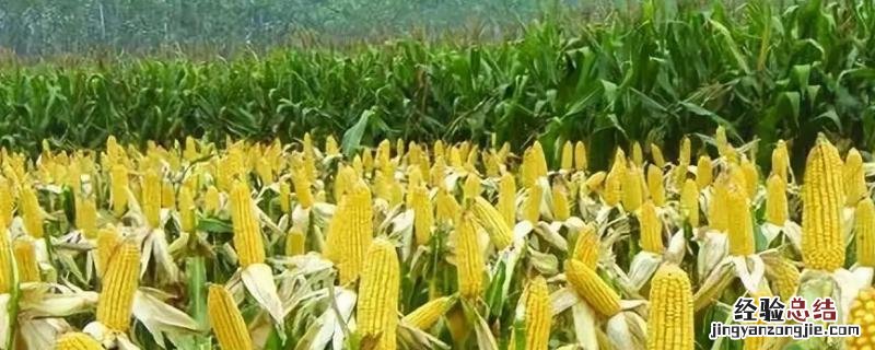 郑单958玉米种植方法 郑单958玉米种生长期多少天，附简介