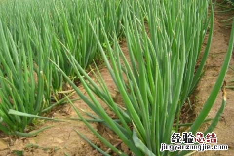 河南省主要农作物有哪些品种 河南省主要农作物有哪些