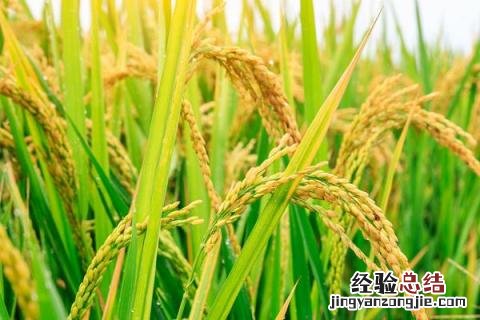 河南省主要农作物有哪些品种 河南省主要农作物有哪些