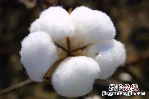 河南省主要农作物有哪些品种 河南省主要农作物有哪些