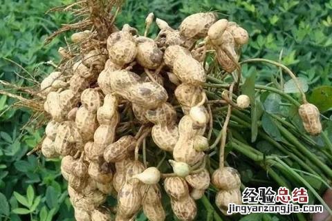 河南省主要农作物有哪些品种 河南省主要农作物有哪些
