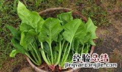 做肉末菠菜教程 怎么制作肉末菠菜