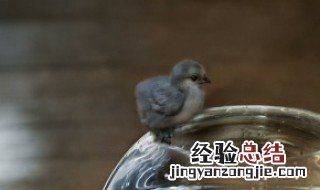 鸟在窗台上叫有什么兆头 鸟在窗口叫有什么兆头