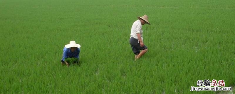苄嘧磺隆打什么草，苄嘧磺隆和吡嘧磺隆的区别